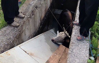 На Закарпатье спасатели вытащили из двухметровой ямы корову