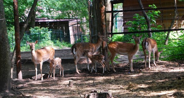 В ровенском зоопарке родились сразу два детеныша лани
