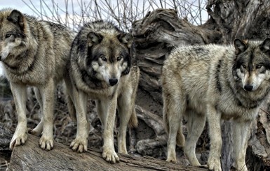 Из зоны боевых действий исчезли волки