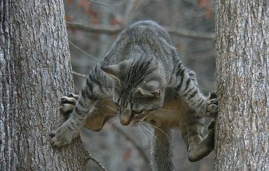 В Ивано-Франковске мальчик полез на дерево за котом и застрял
