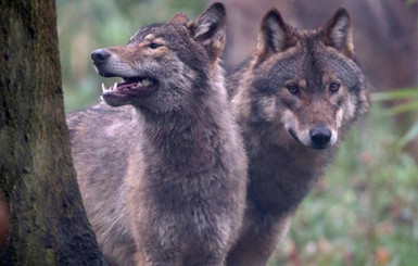 Донецкие волки сбежали от войны в Россию 
