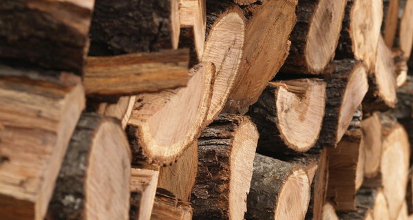Порошенко запретил экспорт леса в необработанном виде на 10 лет 