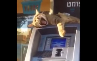 Израильский кот захватил банкомат и помешал снять наличку