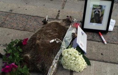 Жители Торонто устроили мемориал для сбитого на дороге енота