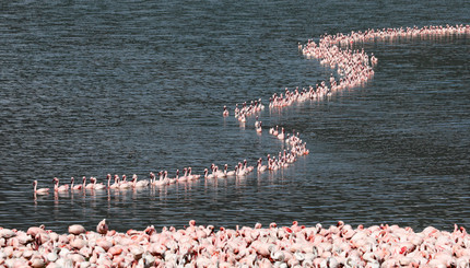 Озеро в Кении наводнили сотни тысяч фламинго