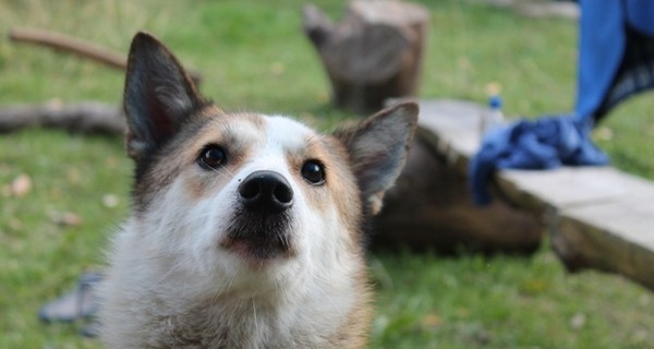 Во Львове стерилизуют 506 бездомных собак