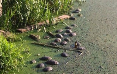 В Киеве погибли редкие черепахи