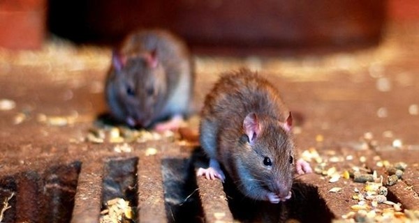 В Киеве нашествие крыс и мышей