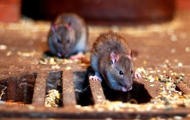 В Киеве нашествие крыс и мышей