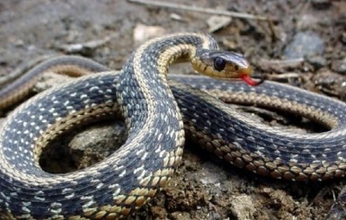 В Карпатах из-за жары змеи становятся агрессивными
