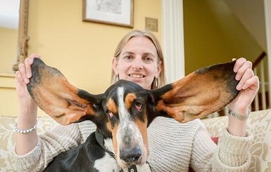 В Британии собаку от смерти спасли ее огромные уши