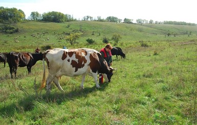 На Херсонщине корова атаковала и помяла легковушку