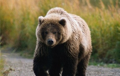 В  Херсоне разыскивают медведя, сбежавшего из зооуголка
