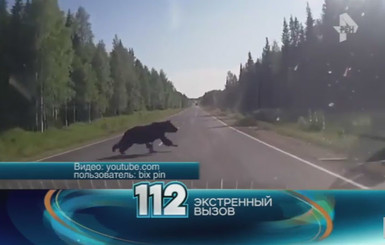 В России серьезное ДТП устроил медведь