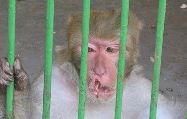 В Днепропетровской зоозоне обезьяны подрались на почве ревности