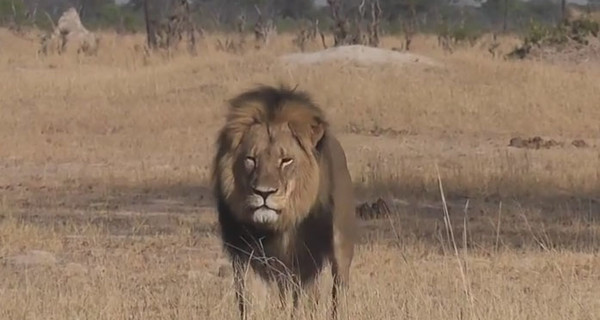 В Зимбабве убили уникального льва