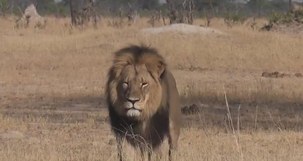 Американцы ополчились против убийцы уникального льва Зимбабве
