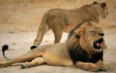 Шварценеггер показал мускулы из-за убийства льва Сесила стоматологом 