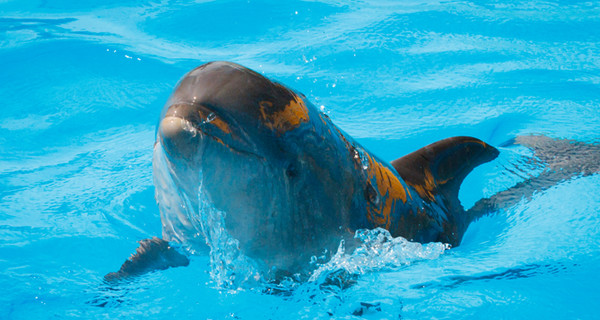 Харьковчане придумали имя для дельфиненка