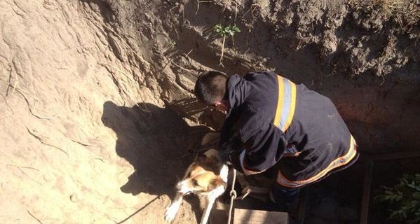 В Киевской области спасли пса, который упал в яму