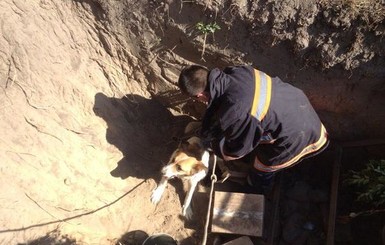 В Киевской области спасли пса, который упал в яму