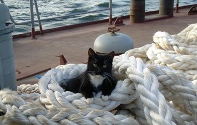 Необычные объявления: В Эстонии открыта вакансия корабельного кота