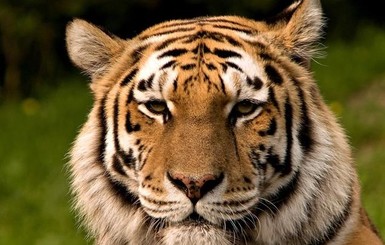 Все в зоопарк: в Киеве покажут четырех опасных хищников