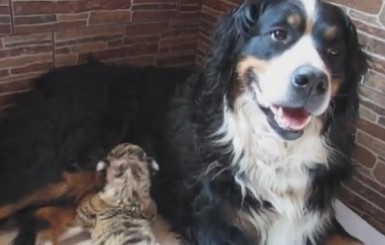 Собака стала приемной мамой для амурского тигренка