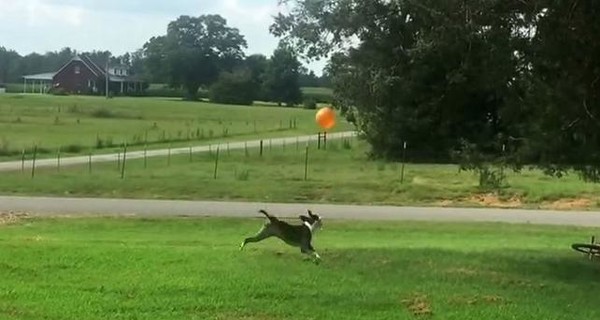 В сети набирает популярность видео с собакой и воздушным шариком
