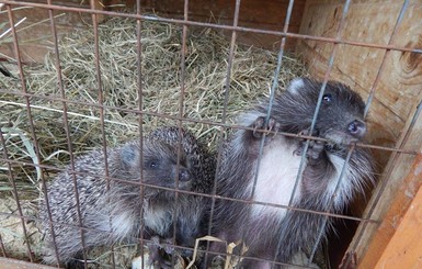 В Луцком зоопарке спасли ежиков-сирот