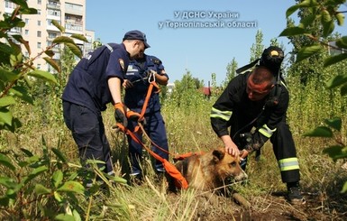 В Тернополе спасатели вытащили из 5-метровой ямы собаку