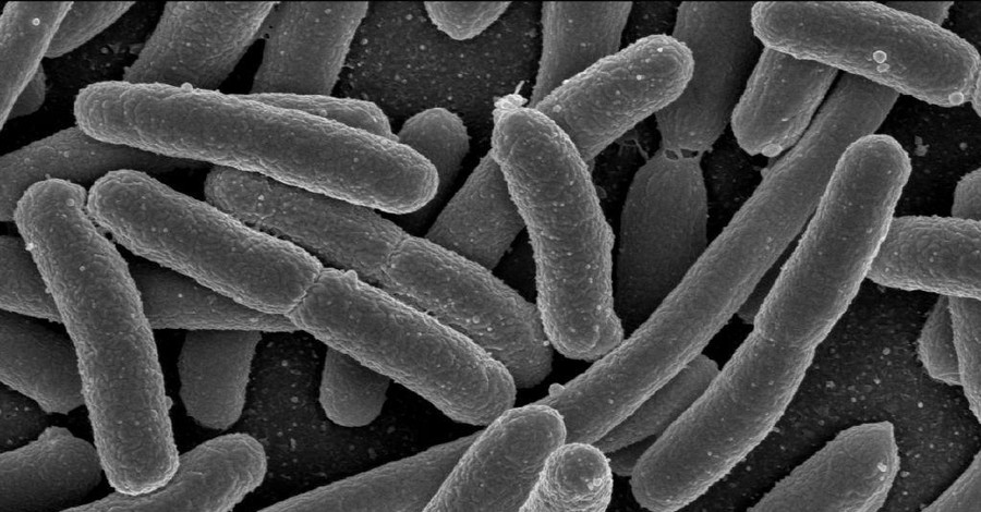 Ученые обнаружили сотни новых бактерий
