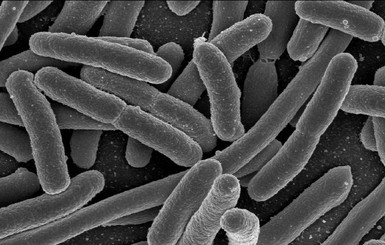 Ученые обнаружили сотни новых бактерий