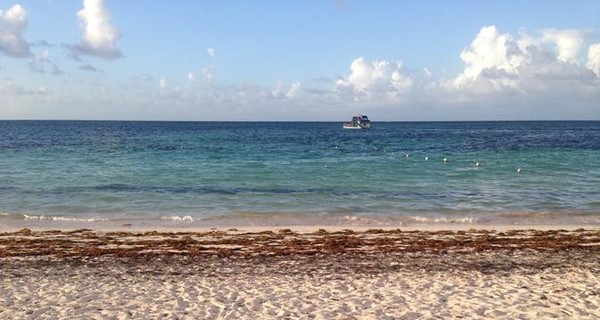 Райские пляжи Доминиканы атаковали водоросли
