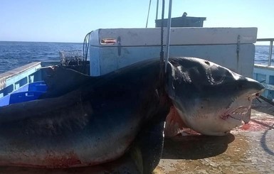 В Австралии поймали гигантскую акулу-людоеда