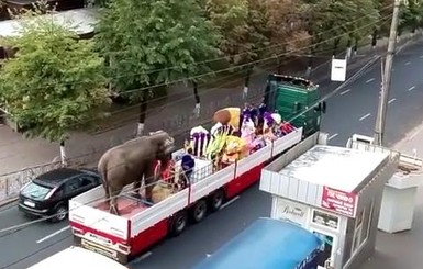 В Виннице слон на дороге довел до слез горожан 