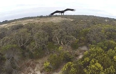 В Австралии орел сбил беспилотник