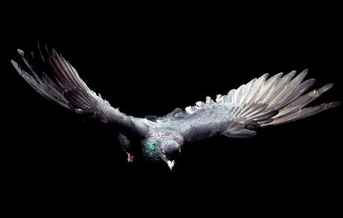 В Коста-Рике почтового голубя поймали на передаче наркотиков
