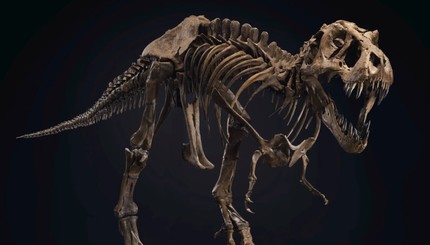 Скелет тираннозавра продали на аукционе