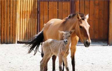 В киевском зоопарке родился конь Пржевальского