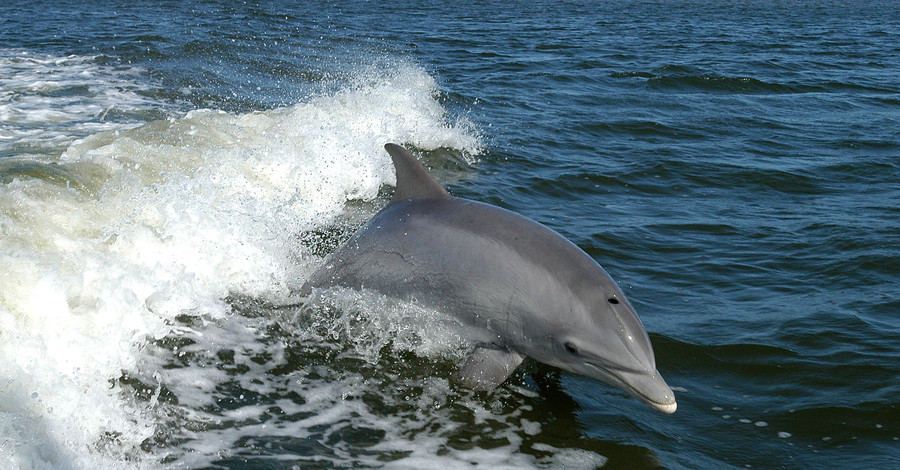В Польше впервые с 19 века появились дельфины
