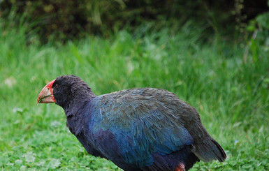 В Новой Зеландии охотники ошиблись и убили несколько редких птиц 