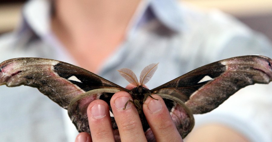 В Днепропетровске родилась одна из самых крупных ночных бабочек мира
