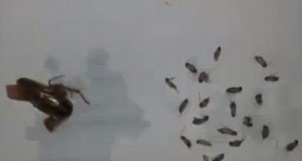 26 тараканов нашли в ухе китайца, обратившегося с жалобой к лору