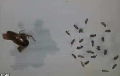 26 тараканов нашли в ухе китайца, обратившегося с жалобой к лору