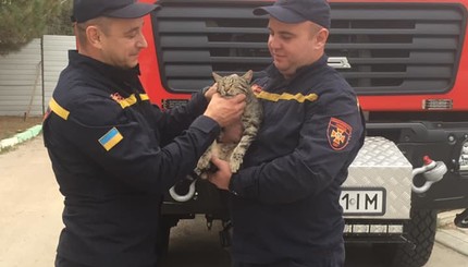 В Одессе кота достали из бетонной плиты