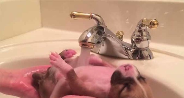 Пользователей соцсетей покорили купающиеся щенки