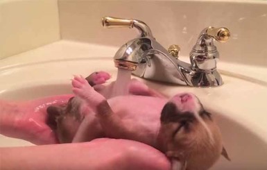 Пользователей соцсетей покорили купающиеся щенки