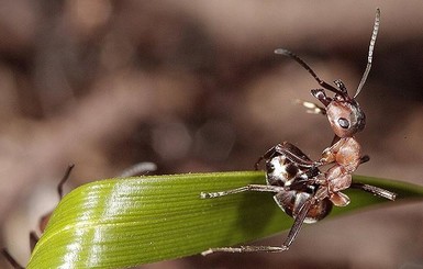 Фермеры научились дрессировать муравьев-убийц