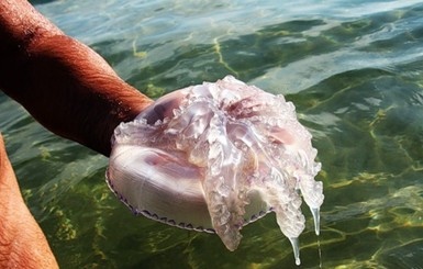 Одесских курортников вытесняют с пляжа медузы